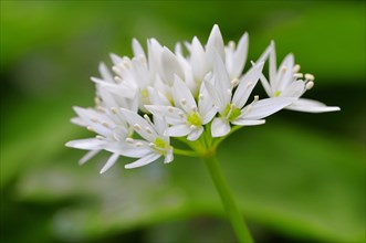 Wild garlic (Allium ursinum) flower