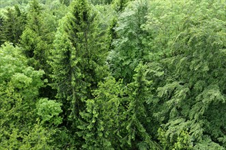 Aerial view of a mixed forest