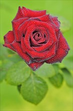 Red rose with raindrops