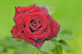 Red rose with raindrops
