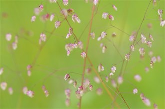 Quaking-grass (Briza media) inflorescence