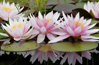 Pinky white water lilies (Nymphaea sp.) with reflection in the water