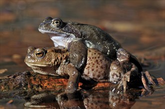 Common Toad (Bufo bufo) in amplexus with a Common Frog (Rana temporaria)