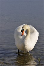 Mute Swan (Cygnus olor) standing in shallow water