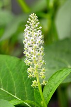Indian Poke (Phytolacca acinosa)