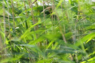 Common Reed (Phragmites australis) in the wind