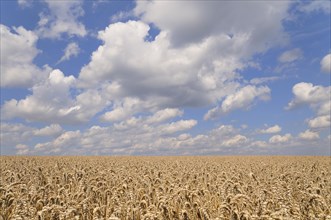 Wheat Field (Triticum sp.)