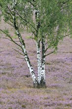 Birches (Betula sp.)