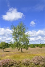 Westruper Heide nature reserve with Heather (Calluna vulgaris) and Birch (Betula)