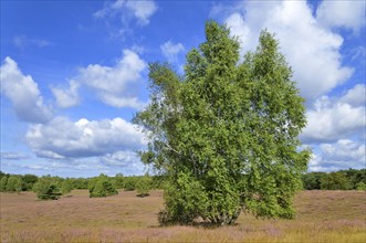 Westruper Heide nature reserve with Heather (Calluna vulgaris) and Birches (Betula)