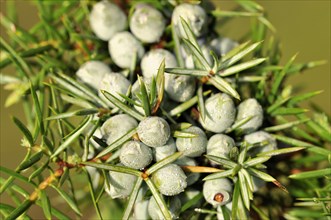 Common Juniper (Juniperus communis) with unripe berry-shaped cones