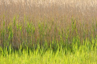 Reeds (Phragmites australis)