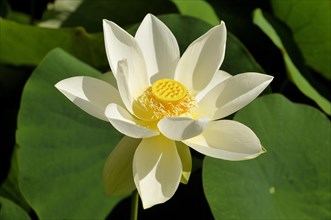 White lotus flower (Nelumbo sp.)
