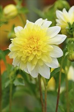 Dahlia (Dahlia)