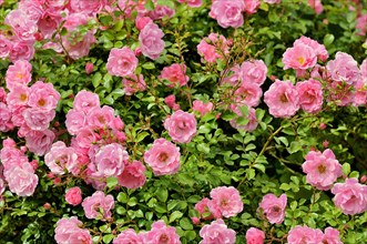 Ground cover rose (Rosa)