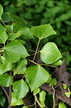 Ivy (Hedera sp.)