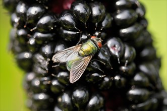 Common green bottle fly (Lucilia sericata) sitting on Indian pokeweed (Phytolacca acinosa) fruits