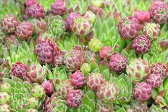Houseleeks