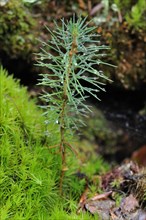 Norway spruce (Picea abies)