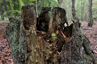 Norway spruce (Picea abies)