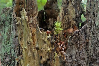 Norway spruce (Picea abies)