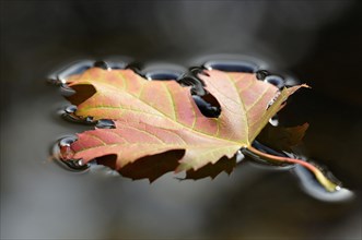 Silver maple leaf (Acer saccharinum)