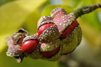 Kobushi or Kobus magnolia (Magnolia Kobus)