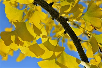 Autumnal leaves on at Gingko tree (Ginkgo biloba)