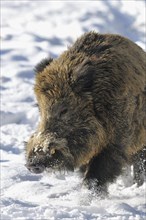 Wild boar (Sus scruff)