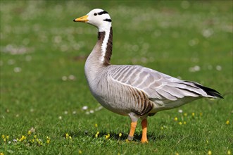 Bar-headed goose (Anser indicus) standing in meadow