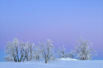 Trees with snow and hoarfrost