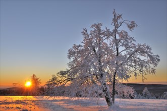 Snow covered trees at sunrise