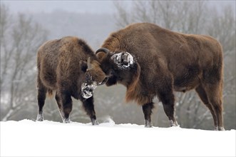 European bison or wisent (Bison bonasus)
