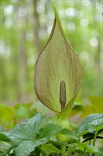 Arum maculatum (Arum maculatum) in deciduous forest