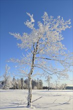 Tree with snow and hoar frost