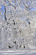 Snow-covered deciduous forest