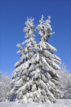 Spruce with snow and hoar frost against blue sky