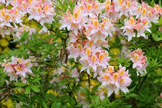 Blooming pink azalea (Rhododendron spp.)