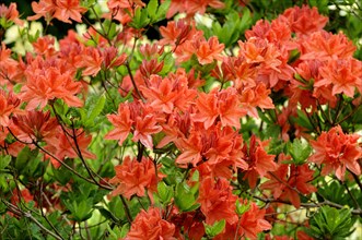 Blooming red azalea (Rhododendron spp.)