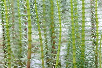 Mare's tail (Hippuris vulgaris) with hollow unbranched stems and needle-like leaves