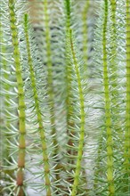 Mare's tail (Hippuris vulgaris) with hollow unbranched stems and needle-like leaves