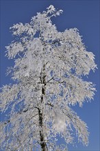 Snowy branches of a birch