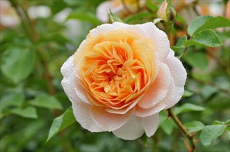 Floribunda