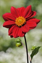 Red dahlia (Dahlia)