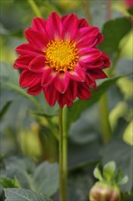 Dahlia (Dahlia pinnata)