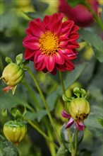 Dahlia (Dahlia pinnata)