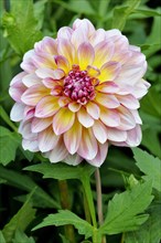 Dahlie (Dahlia)