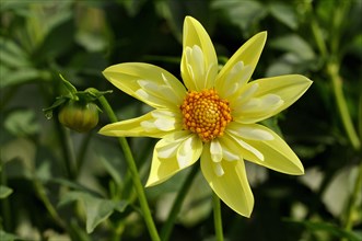 Dahlie (Dahlia)