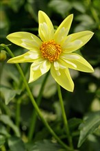 Dahlie (Dahlia)