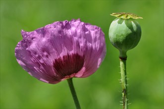 Opium poppy (Papaver somniferum) ornamental plant in the garden